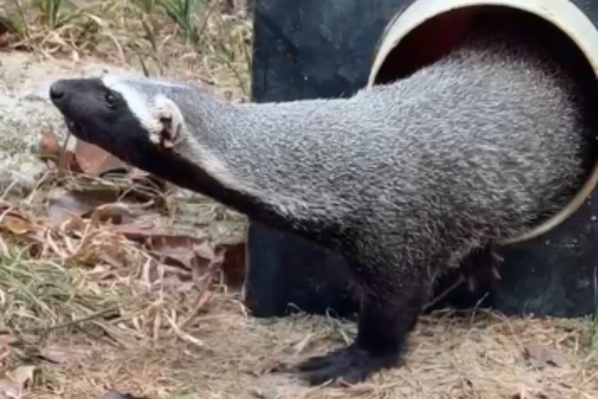 Furão-da-Amazônia criado como pet por 7 meses é resgatado e levado para zoológico no Amazonas