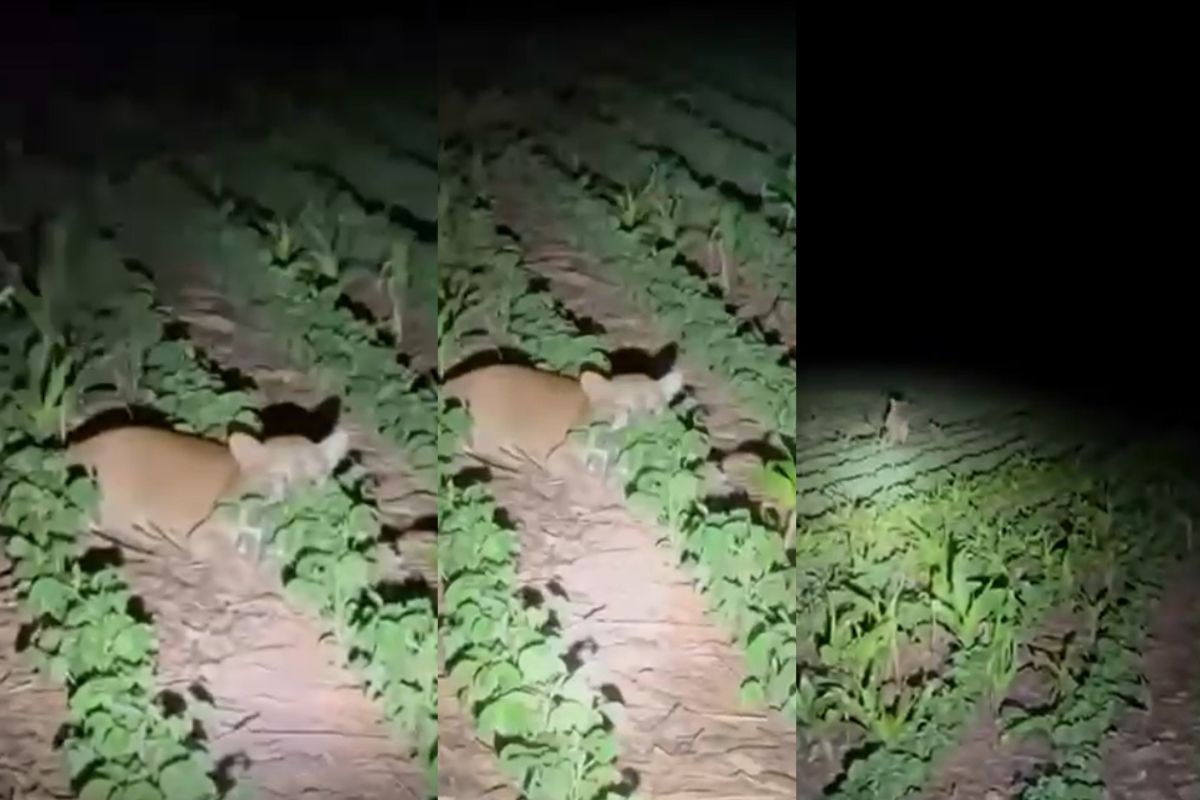 Família flagra onça-parda em meio à lavoura de soja em MT; veja vídeo