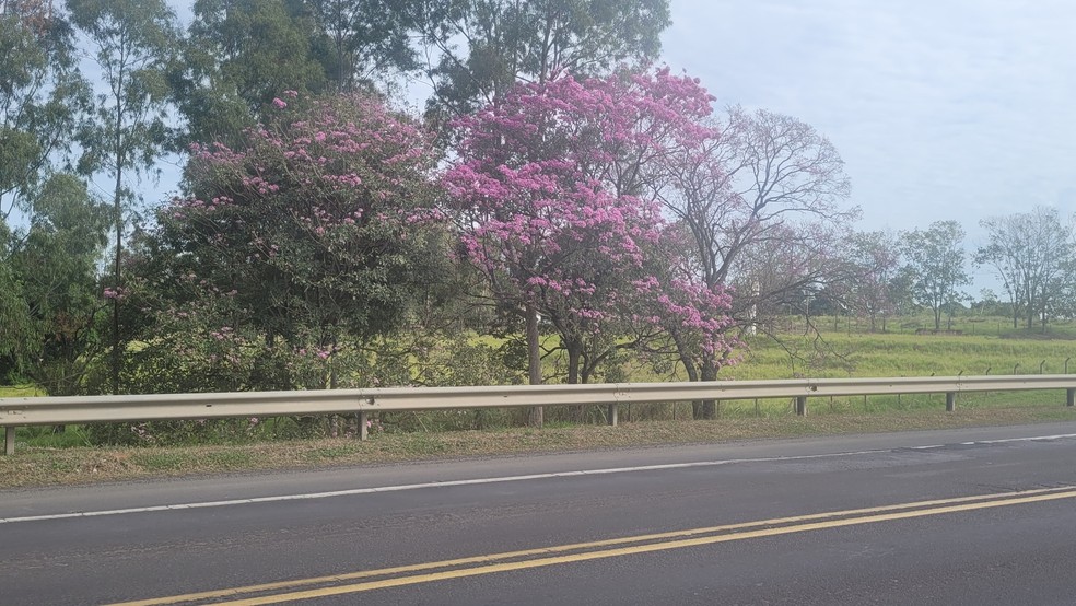 Florada de ipês colore a BR-153 em Marília — Foto: Maycon Oliveira/ TV TEM