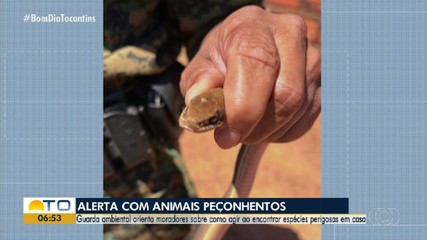 Saiba como agir ao encontrar animais peçonhentos em áreas urbanas