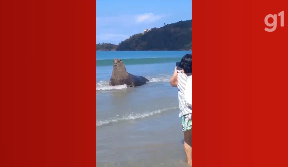 VÍDEO: elefante-marinho é flagrado 'descansando' em praia do litoral de SP