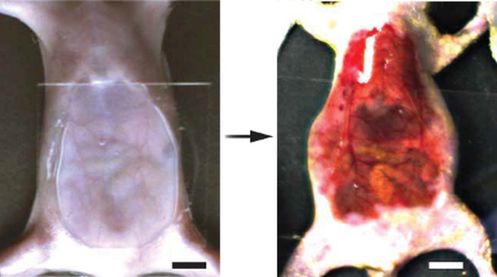 Com corante, pesquisadores conseguiram deixar a pele de um rato invisível — Foto: Reprodução/Stanford