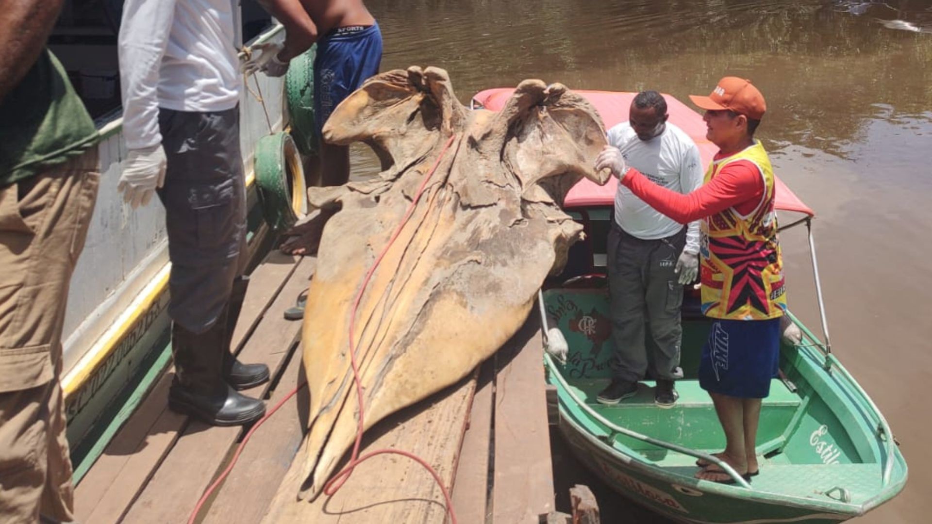 Crânio de cachalote encontrado no Bailique integra coleção científica do Iepa no Amapá