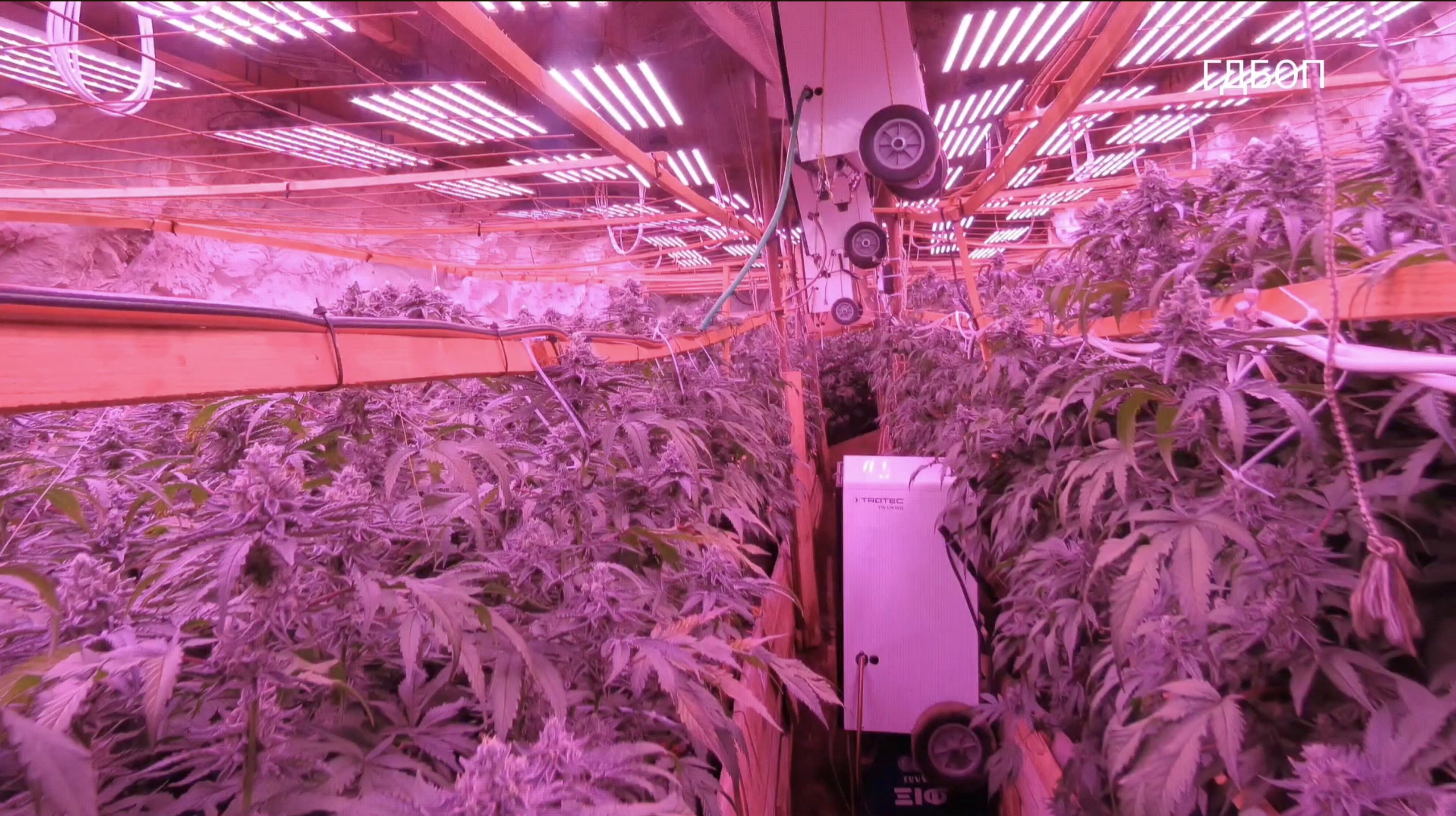 Polícia descobre fazenda secreta de maconha em mina subterrânea na Bulgária