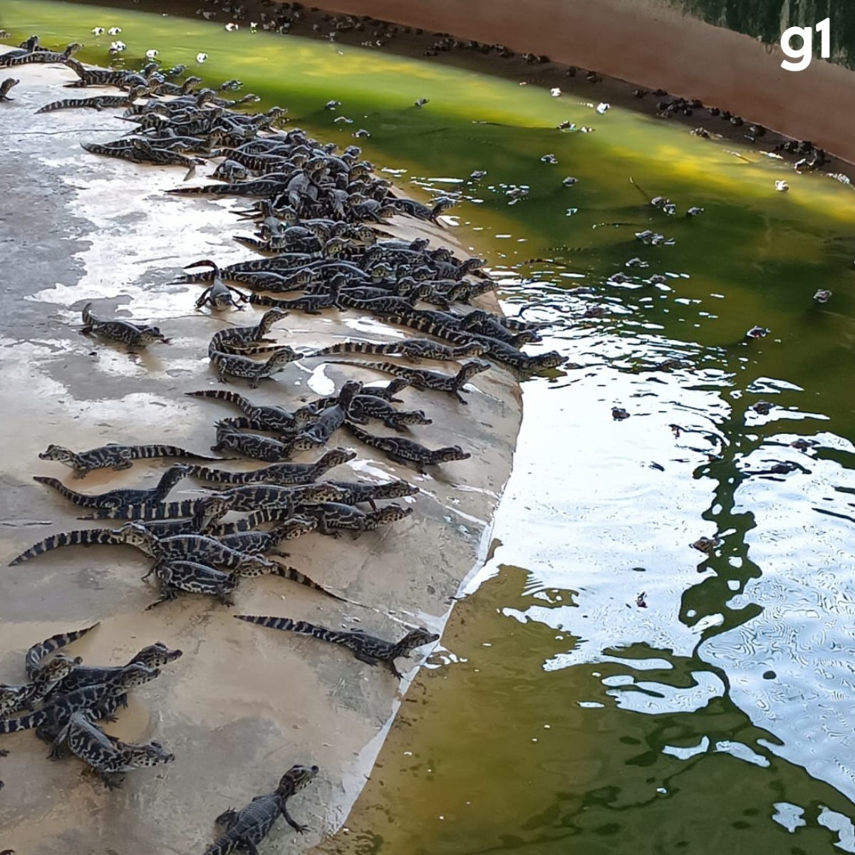 Do saber popular à ciência: pesquisadores testam óleo de jacaré do Pantanal como cicatrizante e antidepressivo