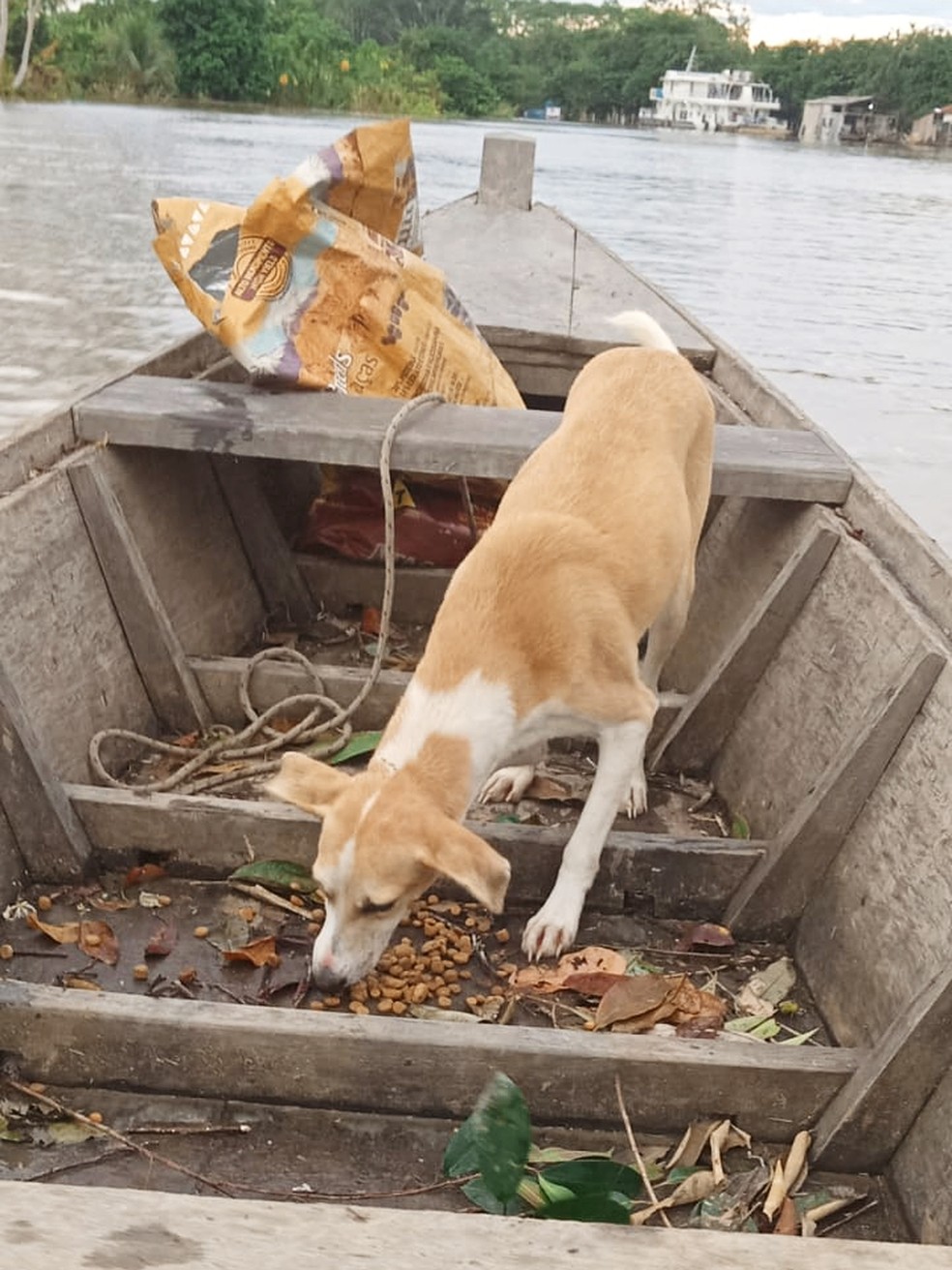 Cão resgatado em canoa — Foto: Helia Menezes