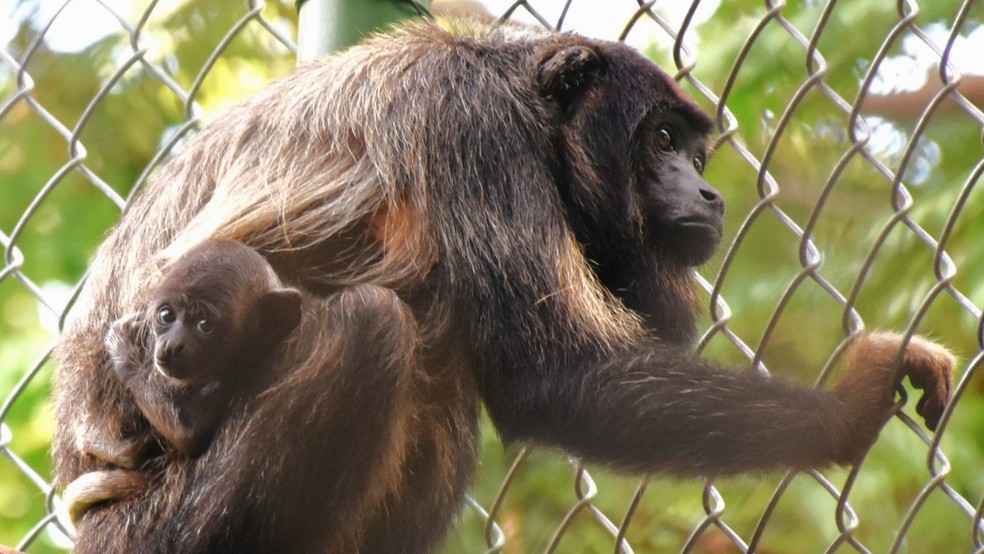 Em janeiro deste ano, o Zoológico de Fortaleza registrou nascimento inédito de filhote de primata ameaçado de extinção no Brasil. Na imagem, está o filhote. — Foto: Divulgação/Prefeitura de Fortaleza