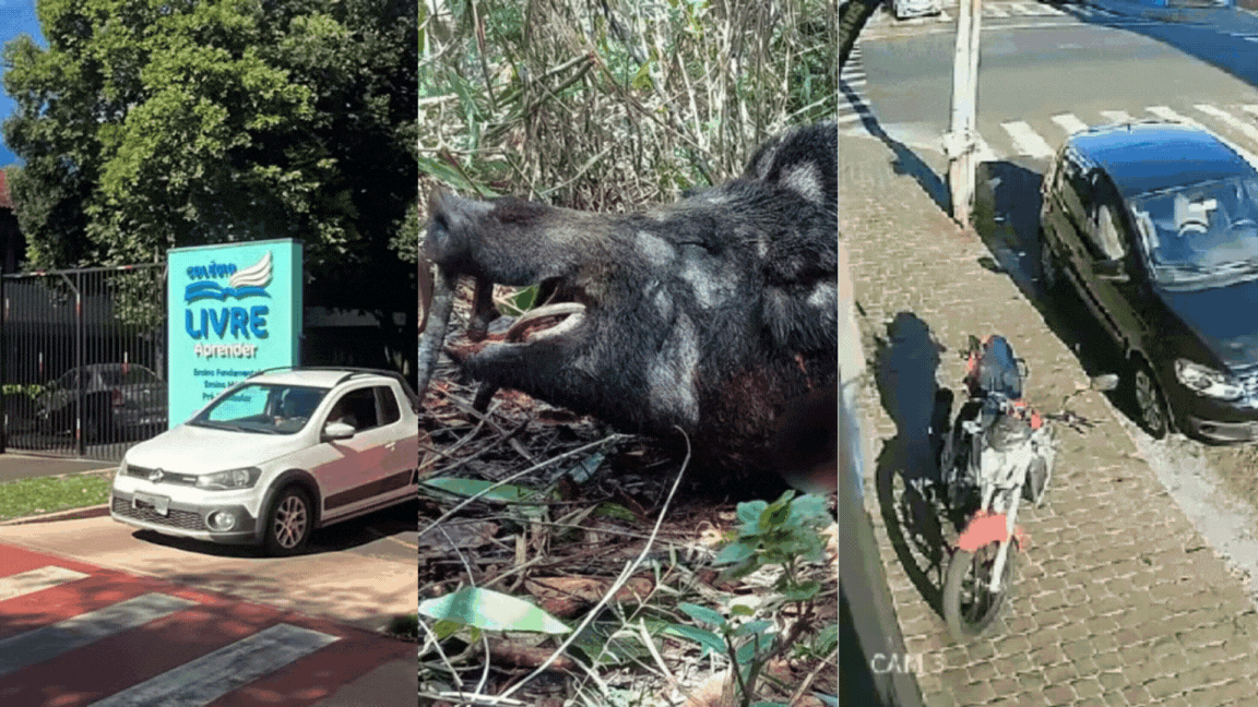Você viu? Aluna morre ao ser atacada por colega com tesoura, javali de 30 kg abatido e policial à paisana atira em assaltantes