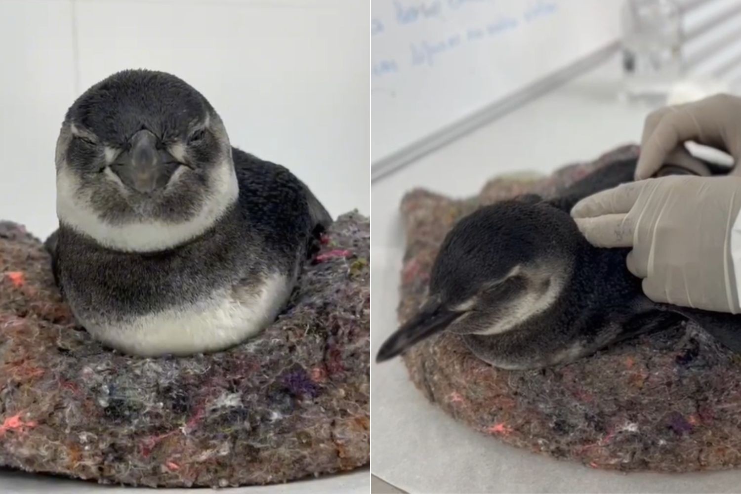 Mais de 40 pinguins são encontrados mortos em uma semana no litoral de SP