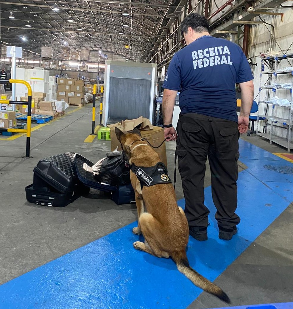 O cão Dax participou do trabalho de identificação da droga — Foto: Divulgação/Receita Federal