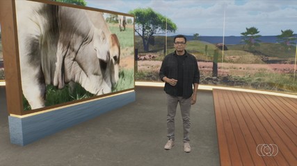 Confira os destaques do Jornal do Campo deste domingo (7)