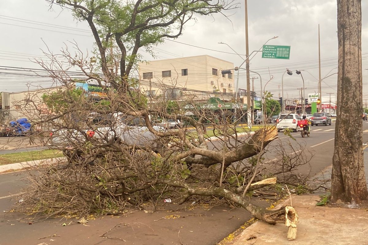 Temporal derruba árvores em cidade de MS; Inmet mantém alerta de tempestade e baixa umidade