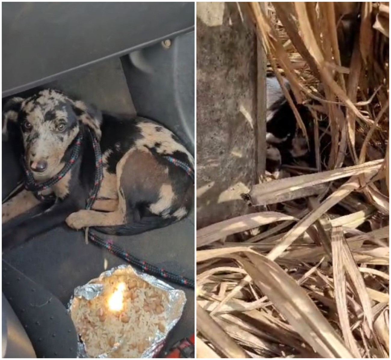 VÍDEO: cachorrinha é abandonada em canavial e resgatada por veterinário no interior de SP