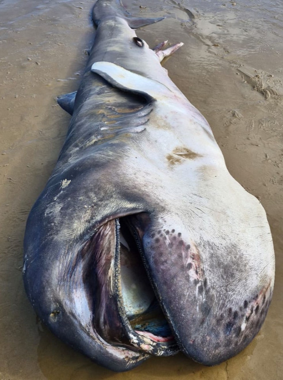 Tubarão ‘Boca Grande’ foi encontrado morto na Praia da Costa em Sergipe — Foto: Tamar