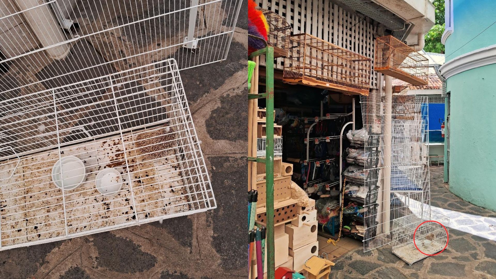 Ouriço africano é apreendido em mercado público do Recife; homem que tentava vender animal é levado para delegacia