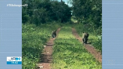 Onças são registradas passeando em Formoso do Araguaia