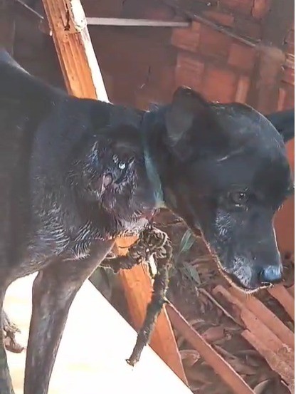 Mulher é multada em R$ 3 mil por maus-tratos a cão e responderá criminalmente, no Centro, em São João do Pau d’Alho