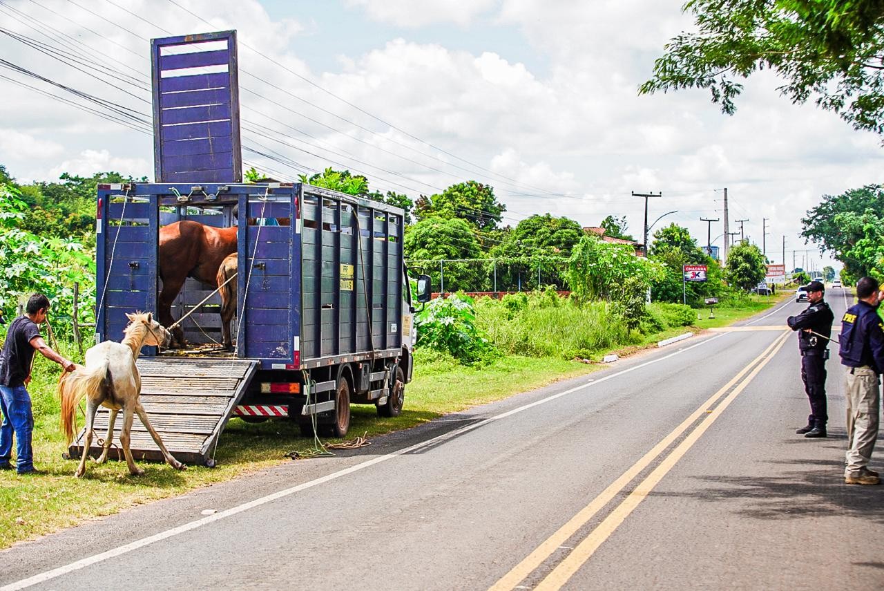 Operação autua criadores por animais soltos em rodovias no Piauí; objetivo é combater acidentes de trânsito