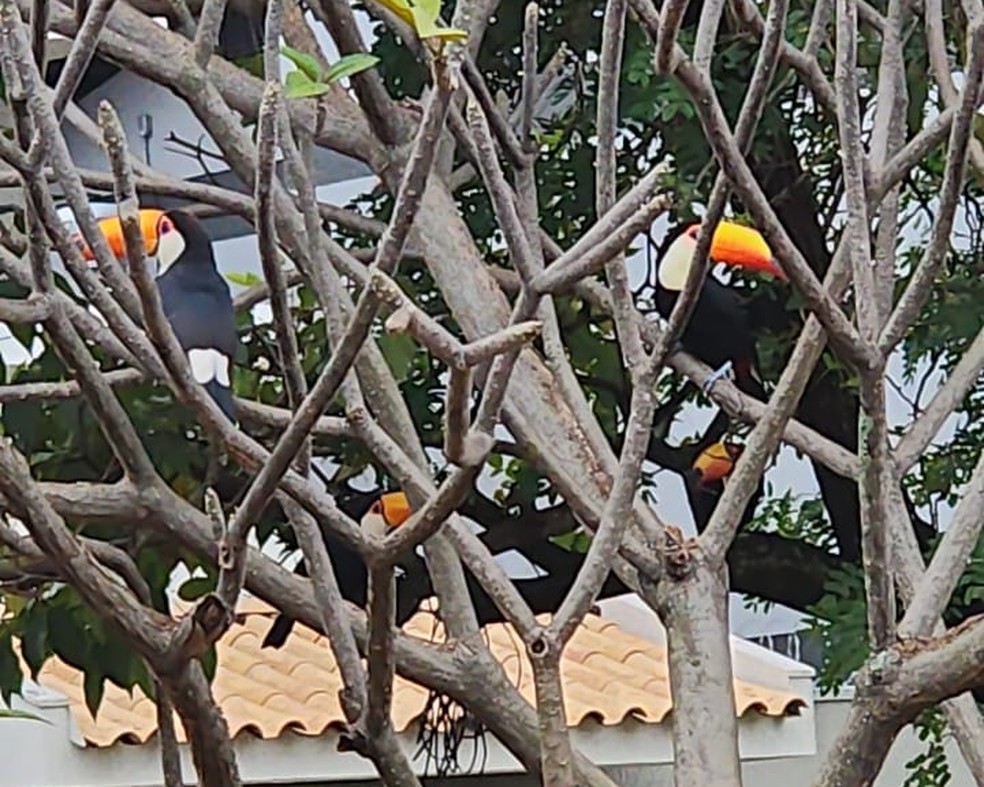 Aves estavam em uma praça do Jardim Bela Vista. — Foto: Arquivo Pessoal