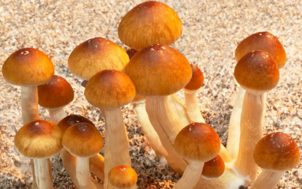 Uma série de novos estudos indica que as drogas psicodélicas podem tratar a depressão, transtorno obsessivo-compulsivo e TEPT — Foto: Getty Images