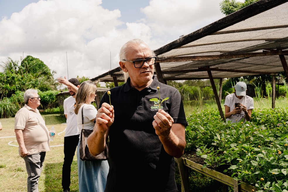 Entre os rotas, dá para conhecer o cultivo do jambu, que é matéria-prima da cachaça de jambu do Meu Garoto — Foto: Divulgação
