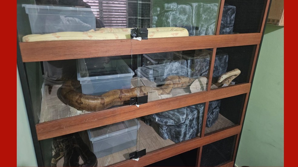 Nos vídeos divulgados é possível ver como os animais eram mantidos dentro das residências. — Foto: PJC