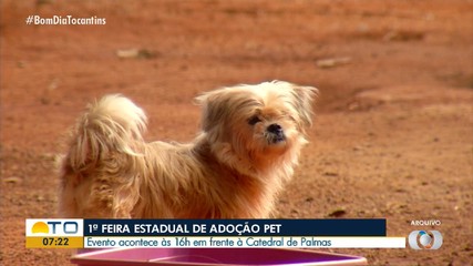 Feira Estadual de Adoção Pet será realizada pela primeira vez em Palmas