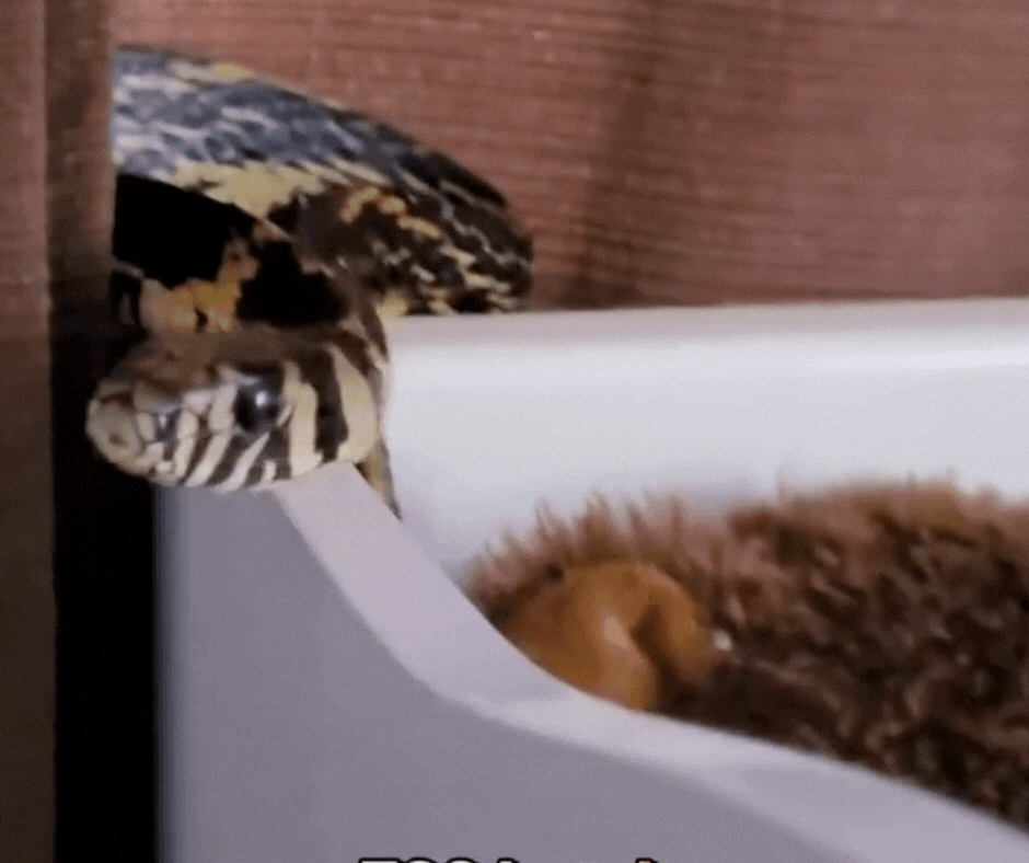 Família leva susto ao encontrar cobra dentro de berço de bebê em SC; VÍDEO