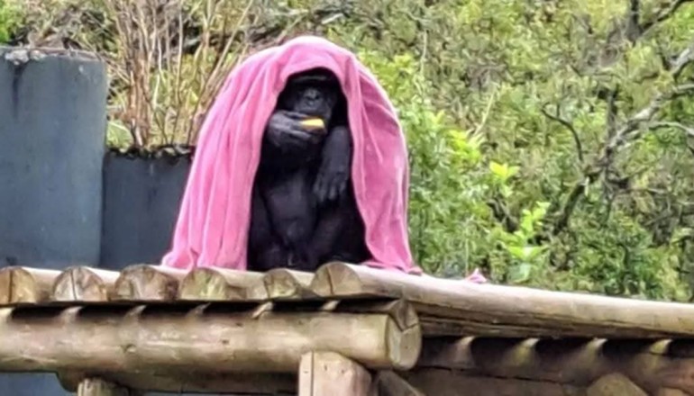 Morre Pipo, chimpanzé do Zoológico de Curitiba que usava cobertor para se proteger do frio