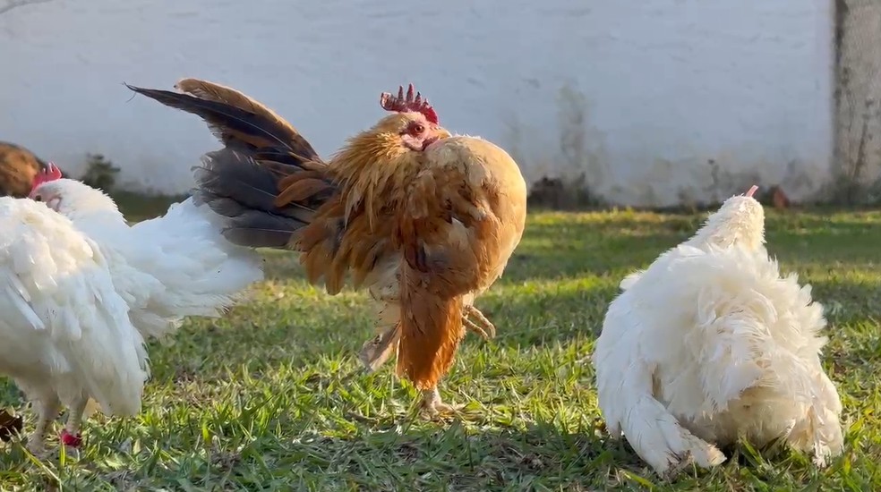 Criada como pet, menor galinha do mundo tem ovos vendidos por até R$ 3 mil