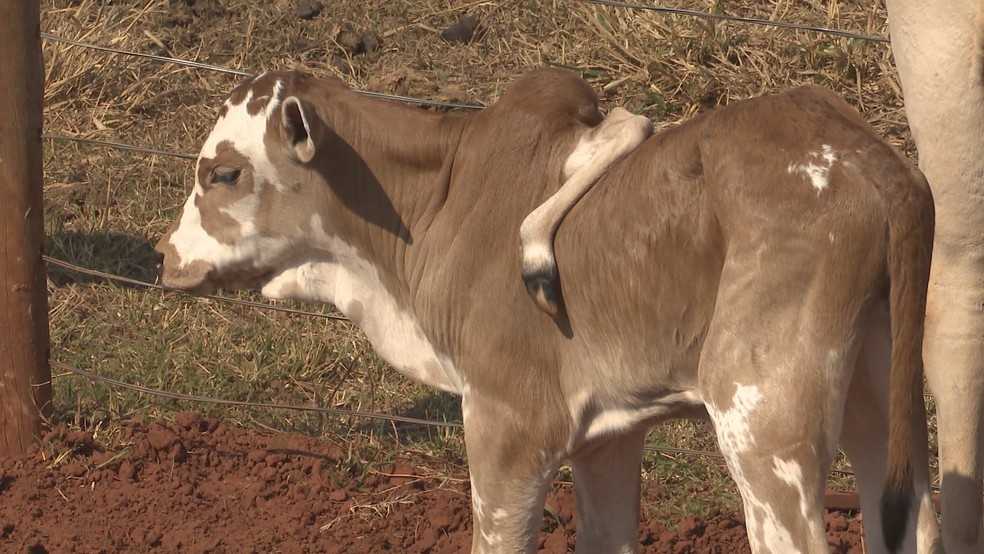 Bezerro nasce com 'cinco patas’ no Paraná; condição é considerada rara — Foto: Caminhos do Campo/RPC