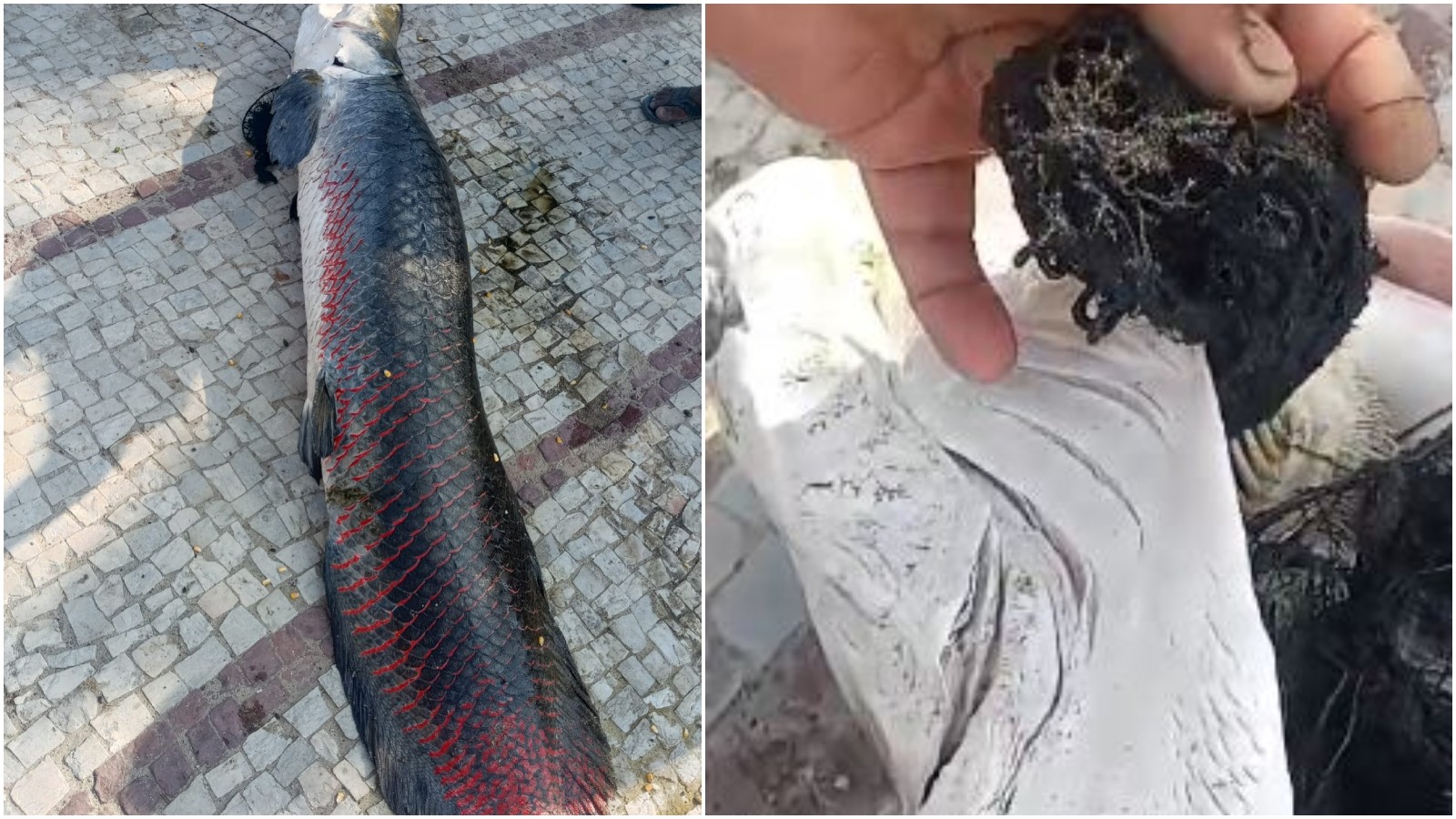 Pirarucu de quase 2 metros e cerca de 99 kg é encontrado morto em lagoa no CE com peça de roupa presa na boca