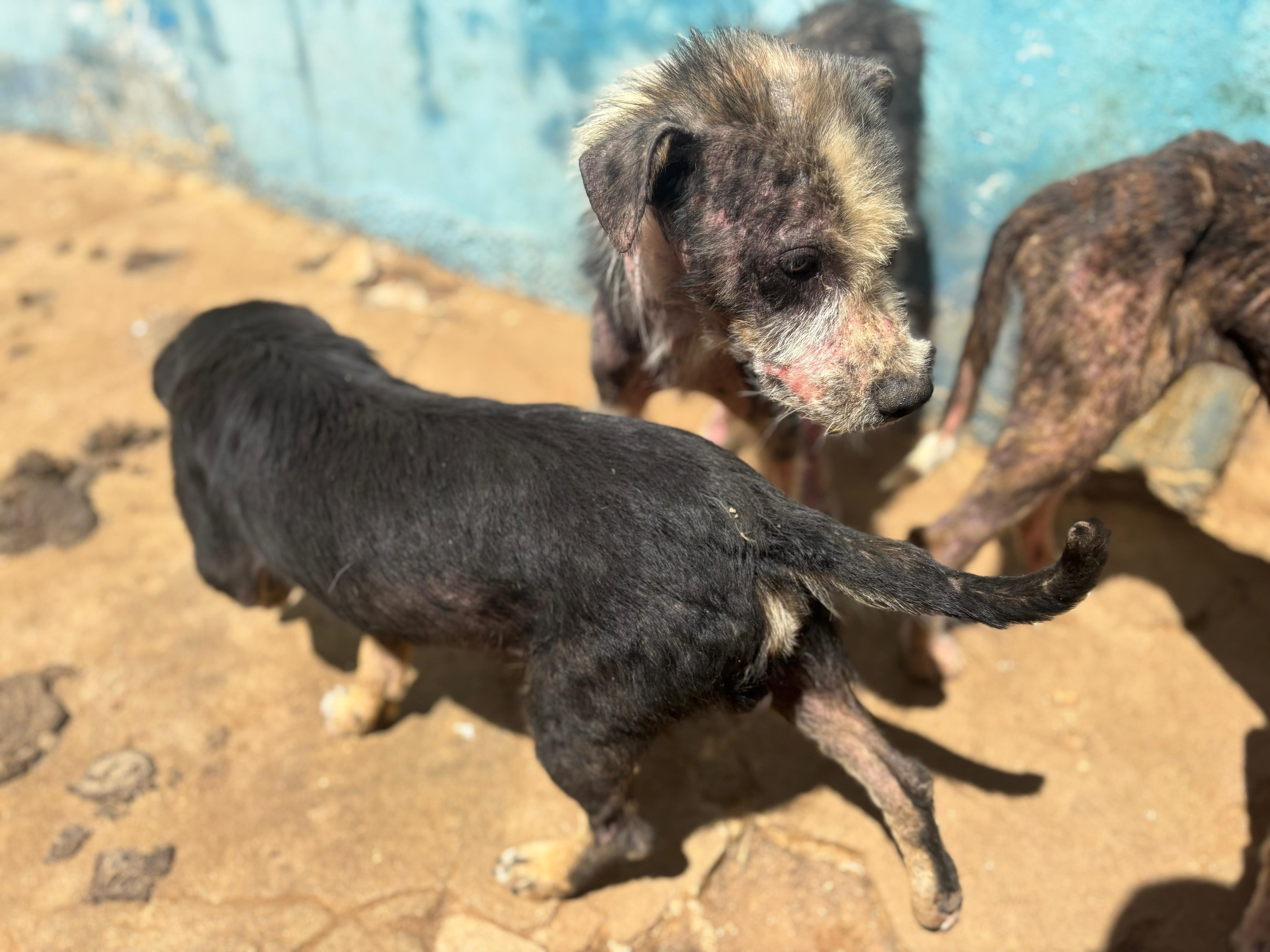 Inspeção identifica mais de 20 cães em situação precária em canil municipal, no Sertão da Paraíba