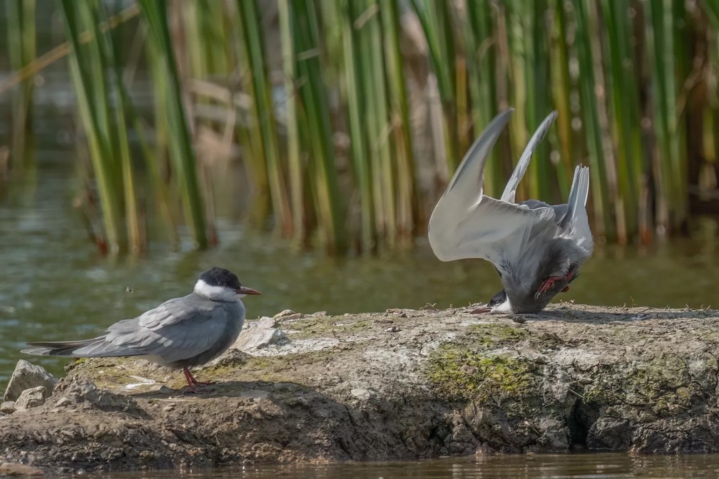 Acidente ao aterrissar de uma gaivota. — Foto: Damyan Petkov/Comedy Wildlife
