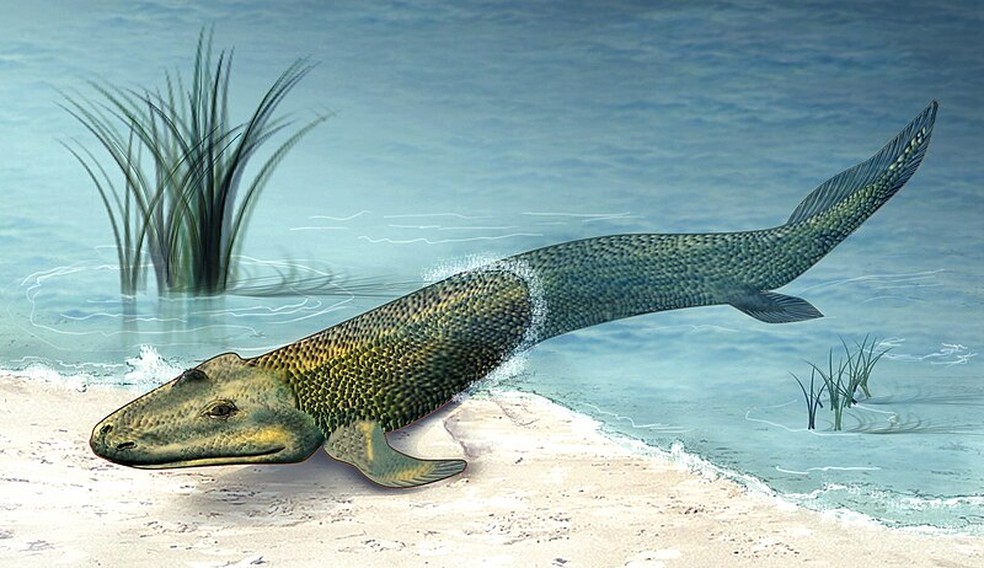 Ilustração de Tiktaalik roseae, um fóssil de transição entre peixes e os primeiros vertebrados terrestres, que viveu há cerca de 375 milhões de anos. — Foto: Wikimedia/Domínio Público