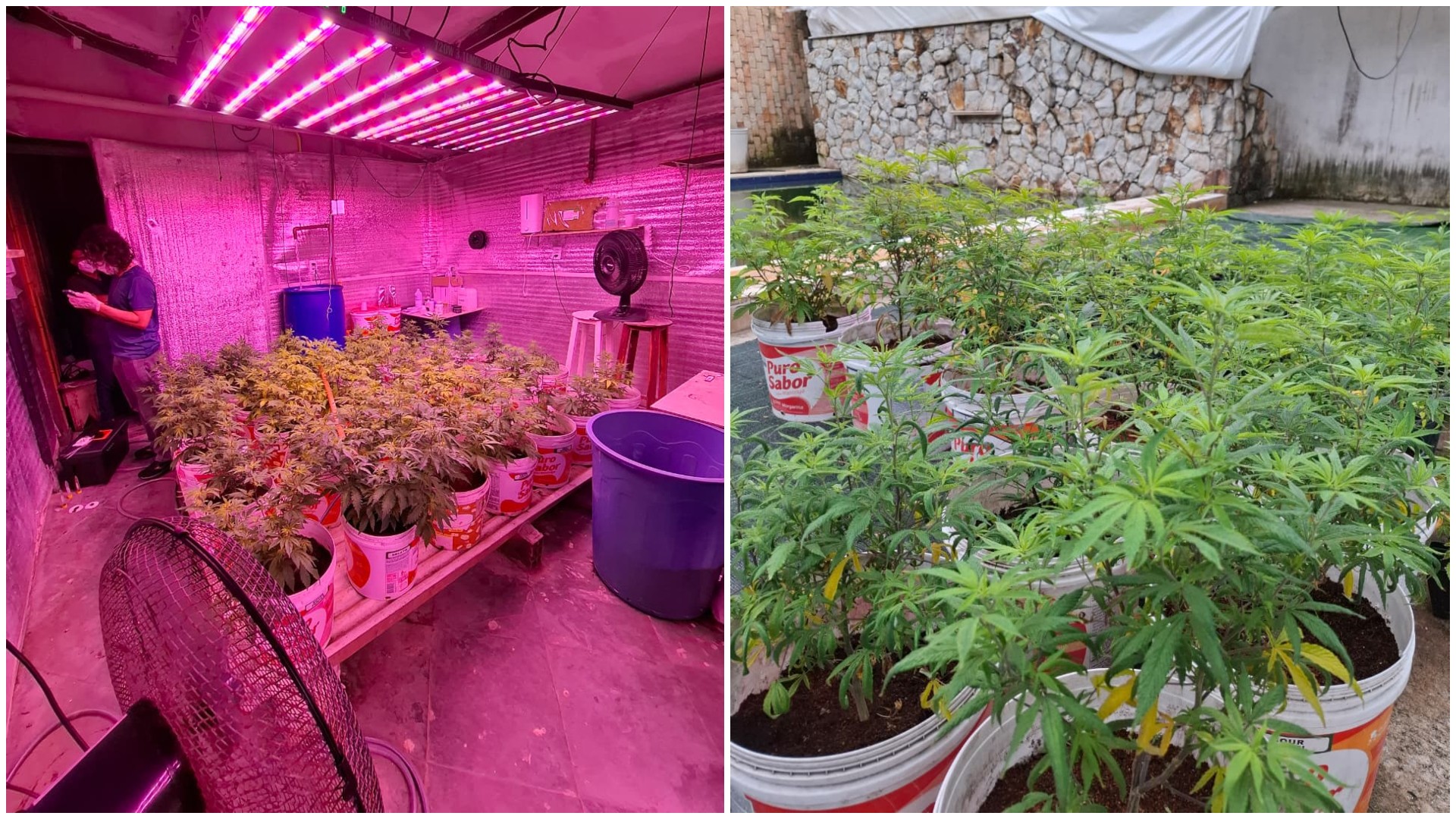 Polícia encontra 330 mudas de maconha em pousada no litoral do Ceará