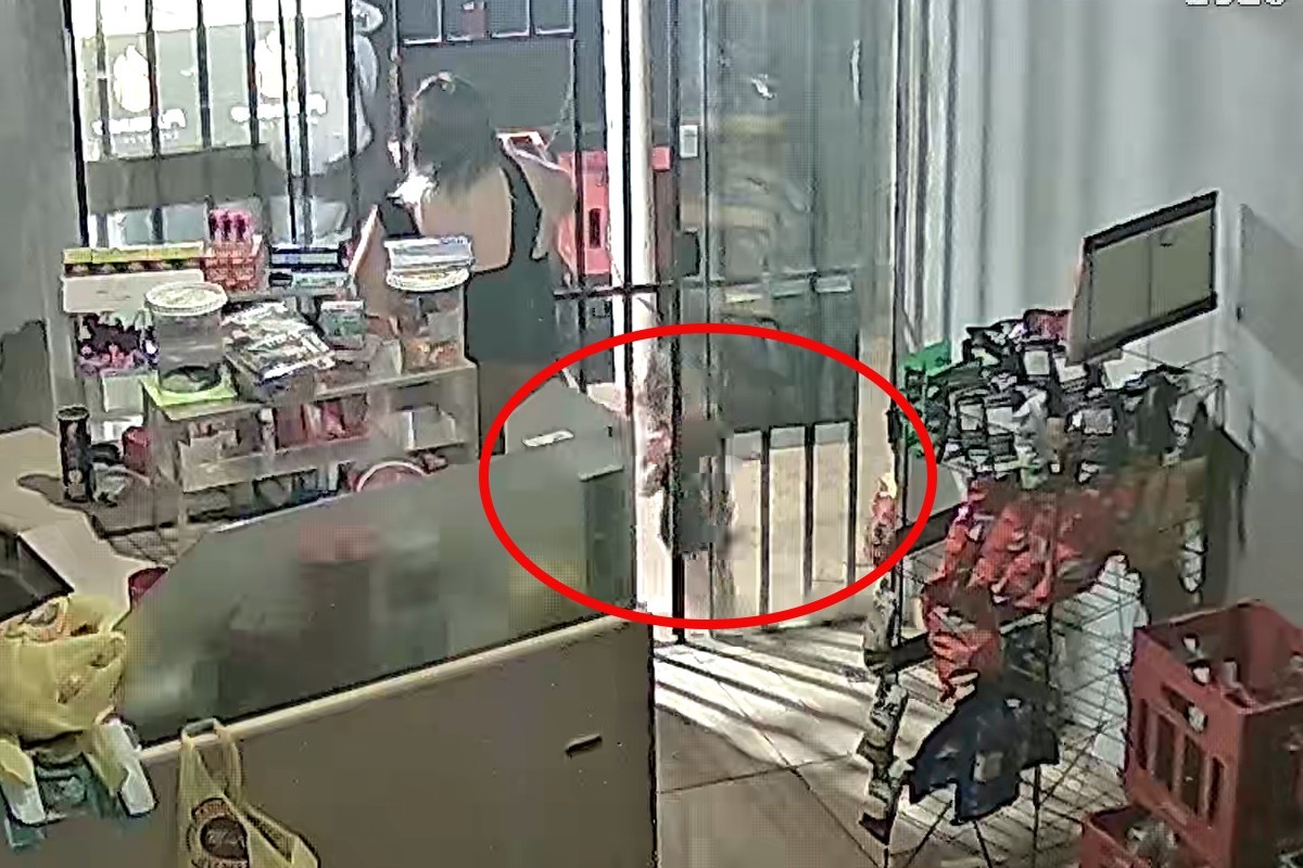 Criança de 3 anos é internada após ser atacada por pitbulls em Campo Grande; veja VÍDEO