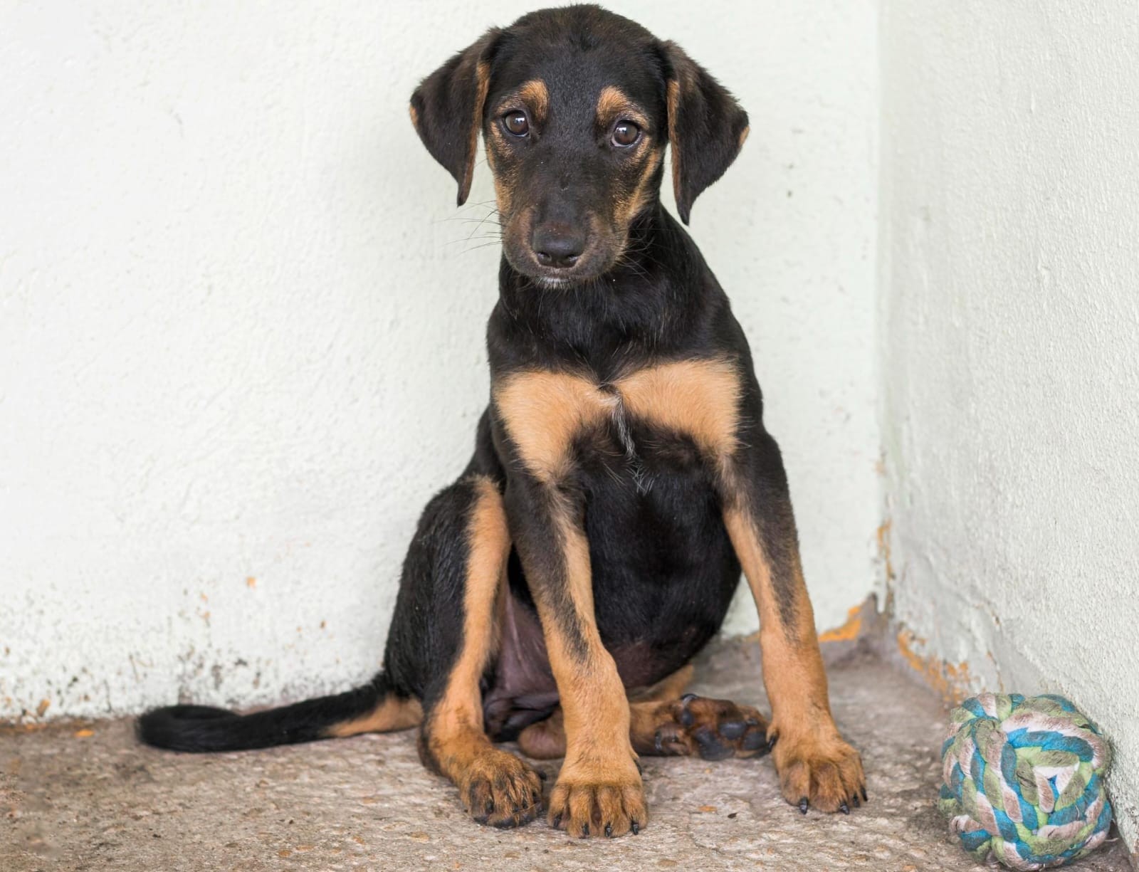 Após ação do MP, Justiça determina criação de plano para acolhimento de animais abandonados em Manaus