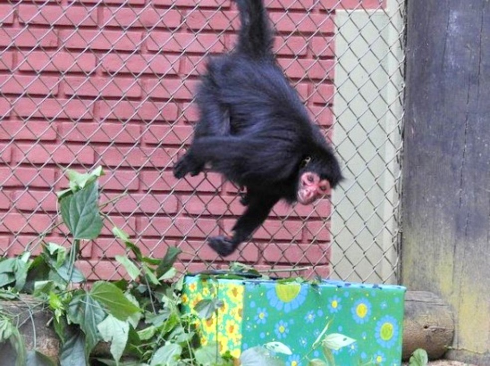 Animais de zoológico de Bauru ganham cardápio especial de Páscoa — Foto: Reprodução/Instragam/Zoo de Bauru