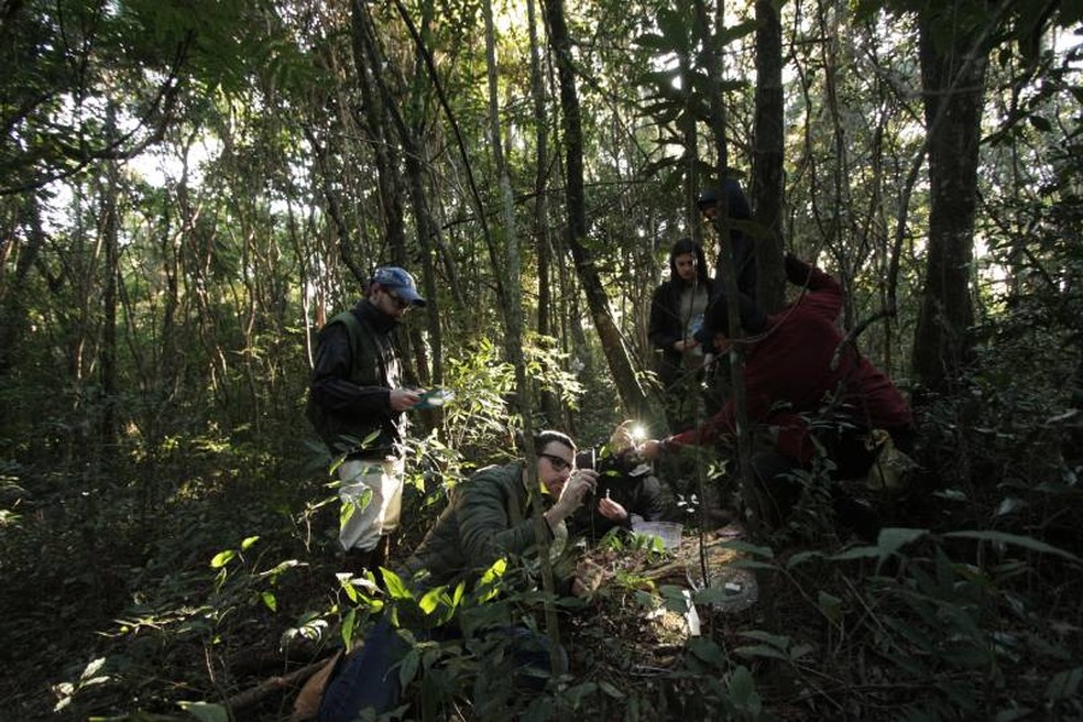 Grupo de estudantes durante o campo analisando o néctar da flor-cogumelo — Foto: Malena Stariolo/Jornal da Unesp/Reprodução
