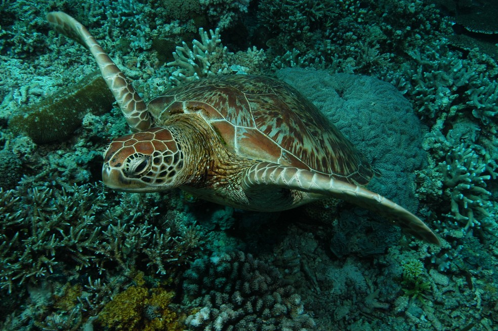 Tartaruga-Verde (Chelonia mydas) — Foto: Nicolas J Pilcher/IUCN/Divulgação