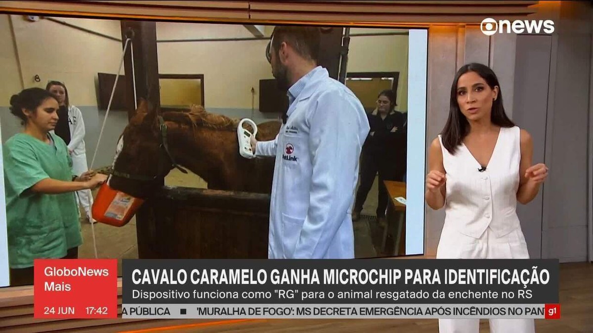 Cavalo Caramelo ganha microship para identificação