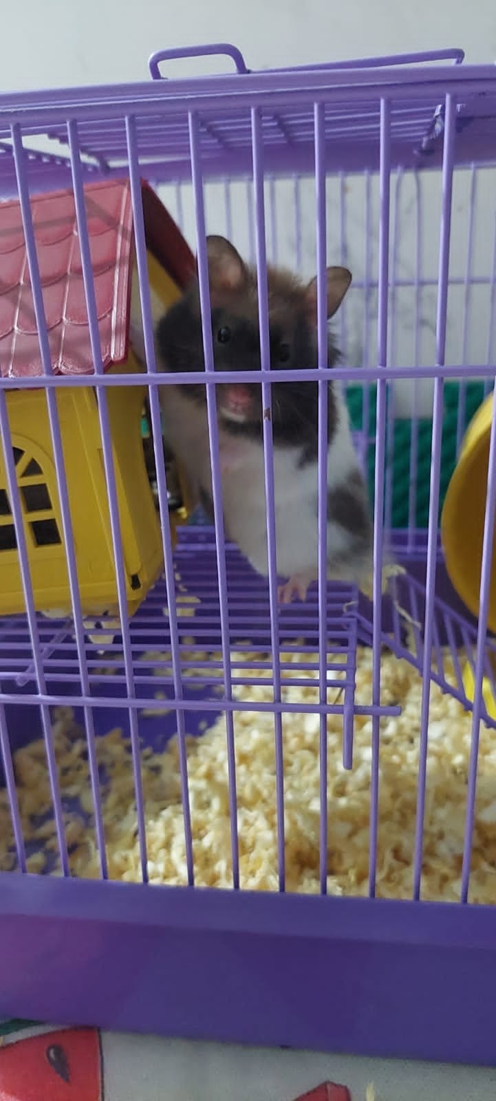 Bandidos invadem casa pela janela, roubam tudo e levam até hamster de  criança de 5 anos; 'Papai, cadê a Julinha?'
