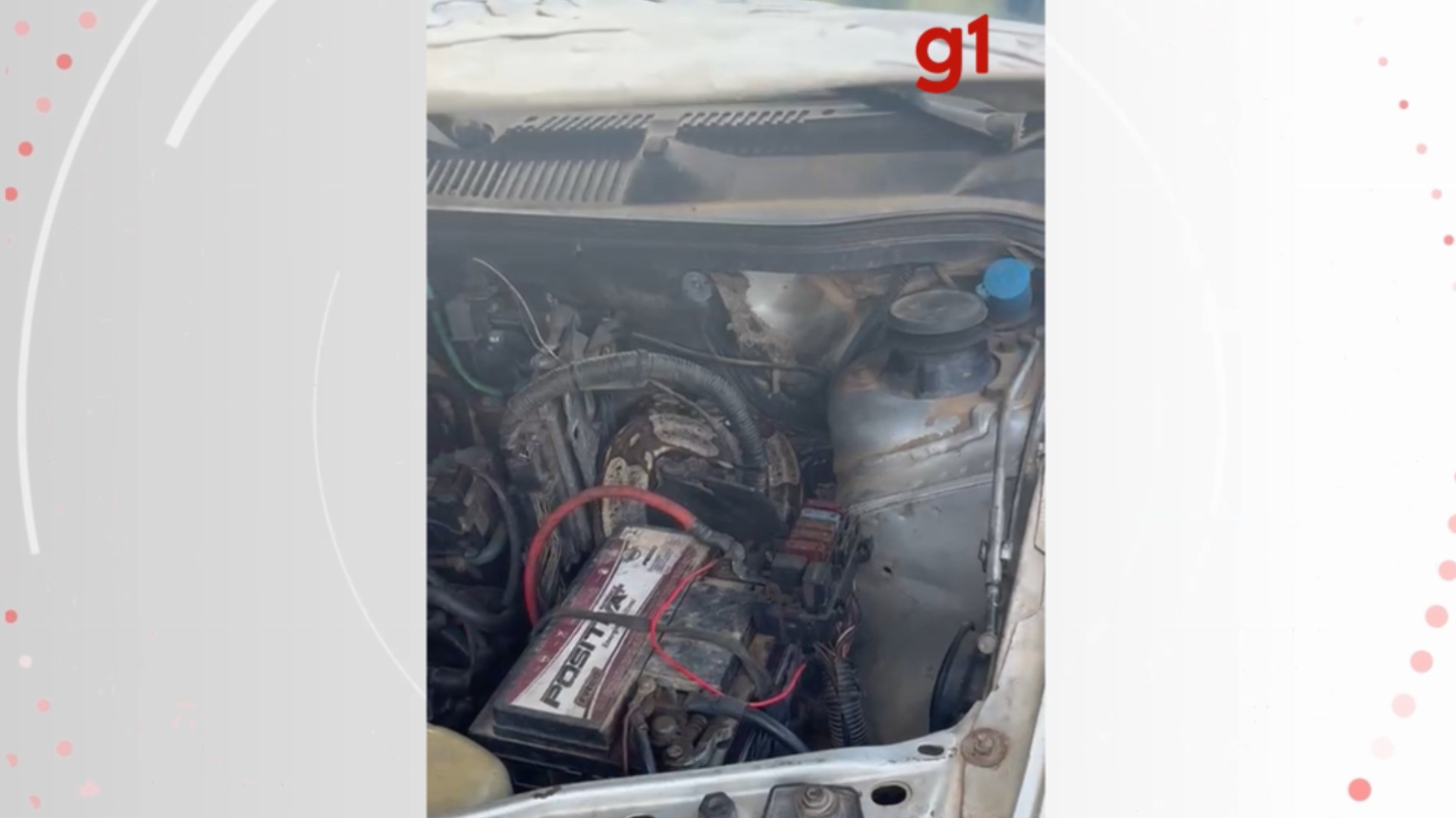 VÍDEO: Cobra é encontrada dentro do motor de carro em Governador Valadares