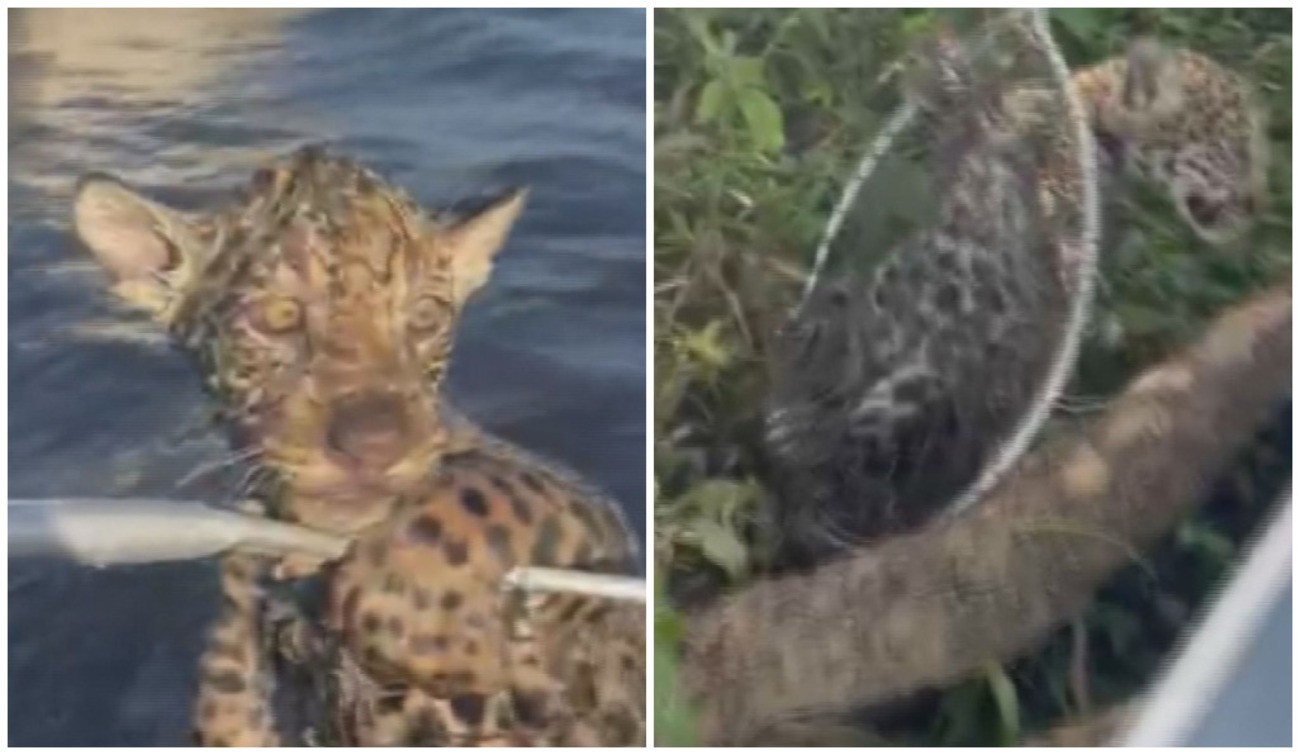Pescador lembra como salvou oncinha em rio no Pantanal: 'Dificilmente iria sobreviver', diz