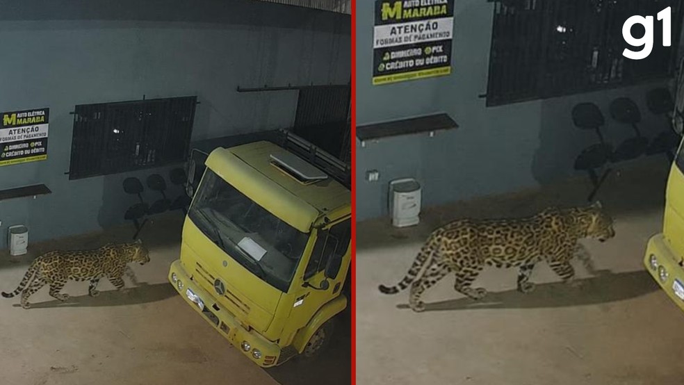 Dono de estabelecimento cria foto com IA com onça para assustar moradores de região em MT. — Foto: Reprodução