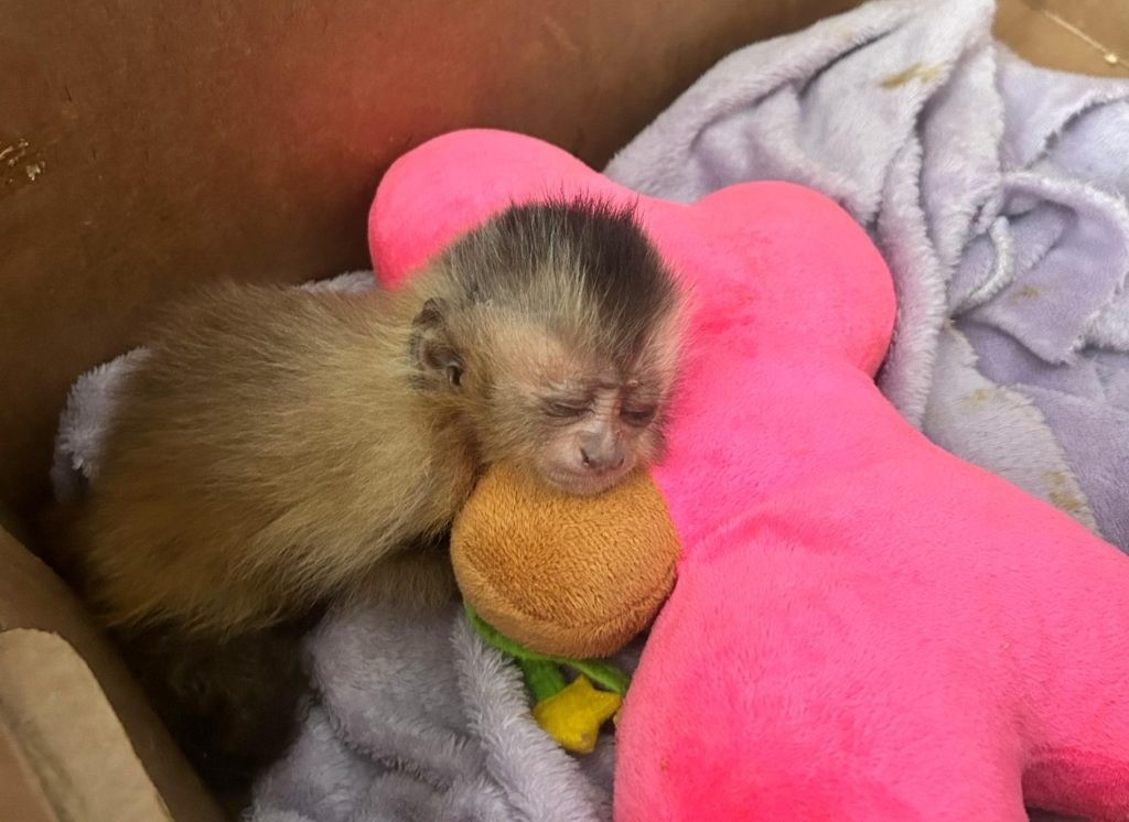 Momento fofura: Com direito a pelúcias, recintos são adaptados para animais silvestres durante o frio