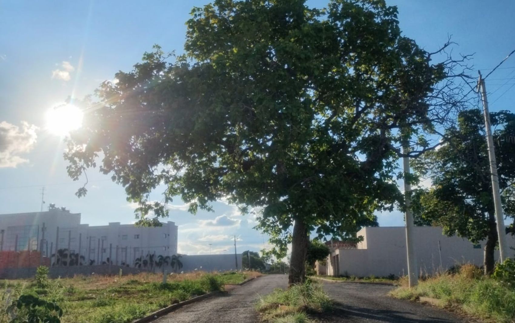 Pé de pequi no meio da rua impressiona e encanta moradores, em Goiás 