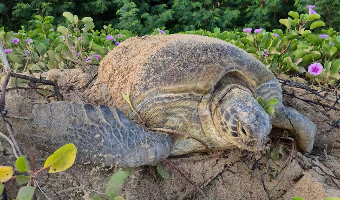 Tartarugas marcadas no litoral da Bahia e de São Paulo há mais de dez anos são registradas em Fernando de Noronha para desovar; VÍDEO
