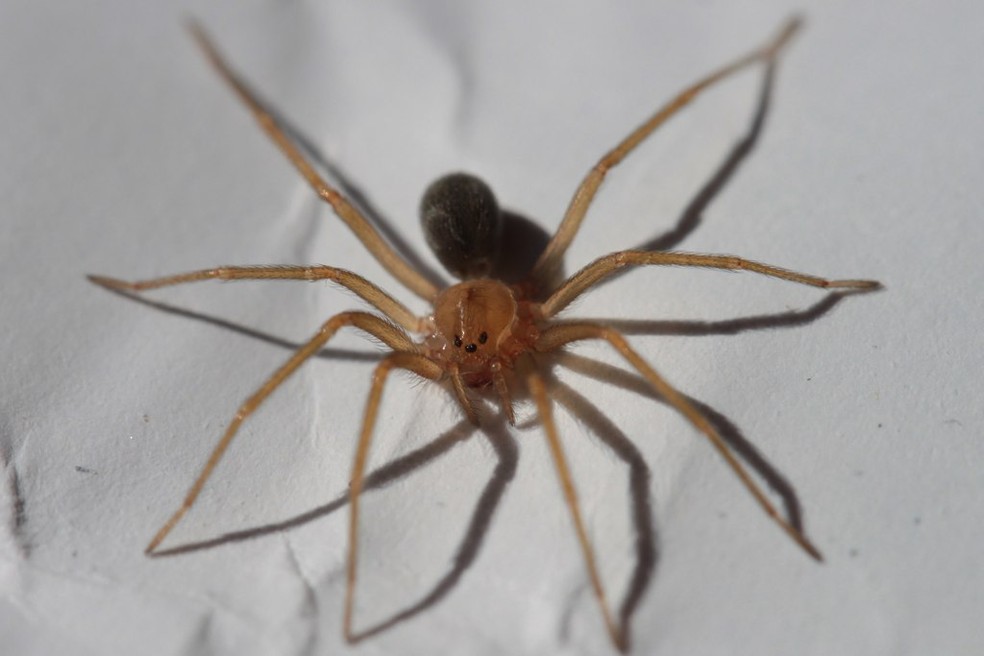 Aranha-marrom (Loxosceles gaucho) é uma aranha do gênero Loxosceles. — Foto: Domínio Público